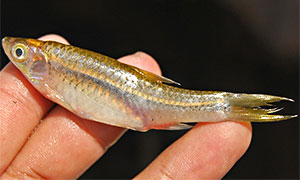 Silberbärbling (Rasbora argyrotaenia)