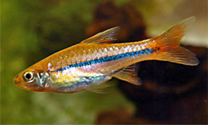 rasbora-sarawakensis