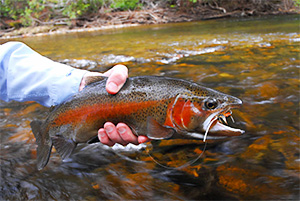 Regenbogenforelle (Oncorhynchus mykiss)