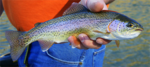 Regenbogenforelle (Oncorhynchus mykiss)