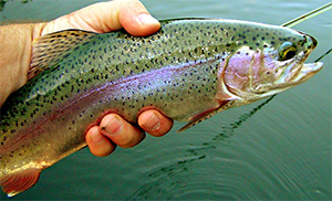 Regenbogenforelle (Oncorhynchus mykiss)