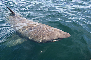 Riesenhai (Cetorhinus maximus)