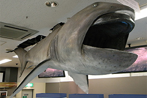 Riesenmaulhai im Toba Aquarium (Japan)