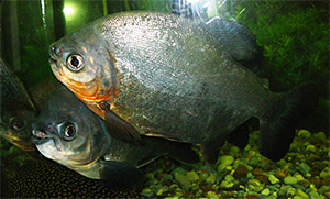 Riesenpacu (Piaractus brachypomus)