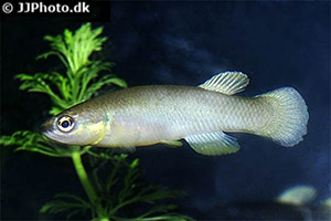 Rivulus cylindraceus