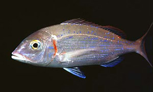 Rotbrasse (Pagellus erythrinus)