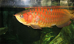 Roter Arowana (Scleropages legendrei)