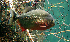 Roter Piranha (Pygocentrus nattereri) - Urheber:Cliff - Lizenz:CC BY 2.0