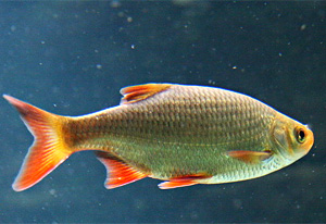 Rotfeder (Scardinius erythrophthalmus)