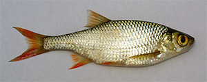 Rotfeder (Scardinius erythrophthalmus)