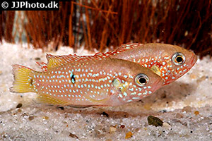 Rubricatochromis guttatus