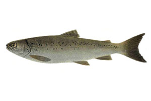 Gardaseeforelle (Salmo carpio)