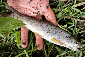 Salmo ciscaucasicus