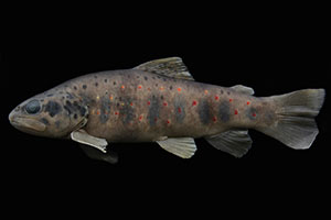 Salmo kottelati (Weibchen)