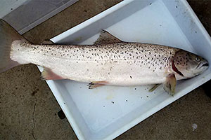 Schwarzmeerforelle (Salmo labrax)