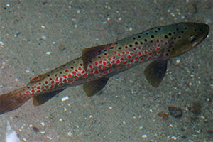 Ohridforelle (Salmo letnica)