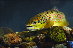 Salmo stomachicus