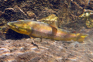Salmo rhodanensis (Hybride)