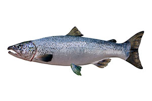 Salmo stomachicus