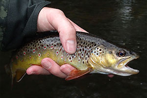 Forelle (Salmo trutta)