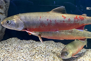 Wandersaibling (Salvelinus alpinus)