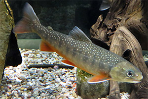 Wandersaibling (Salvelinus alpinus)