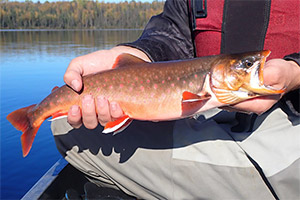 Wandersaibling (Salvelinus alpinus)