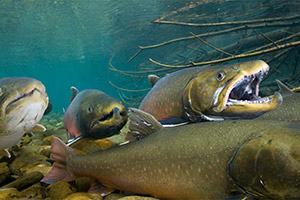 Stierforellen beim Laichen Stierforellen beim Laichen