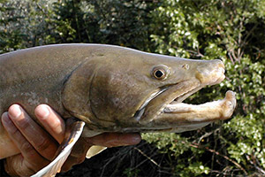 Stierforelle (Salvelinus confluentus) Stierforelle (Salvelinus confluentus)