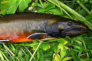 Salvelinus kronocius Salvelinus kronocius