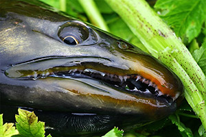 Salvelinus kronocius Salvelinus kronocius