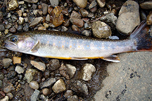 Salvelinus leucomaenis japonicus Salvelinus leucomaenis japonicus