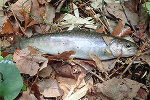 Japan-Saibling (Salvelinus leucomaenis) Japan-Saibling (Salvelinus leucomaenis)