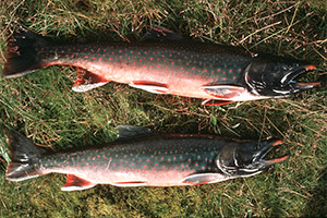Dolly-Varden-Forelle (Salvelinus malma)