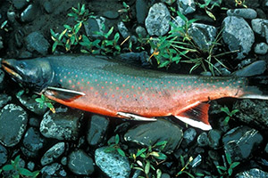 Dolly-Varden-Forelle (Salvelinus malma)