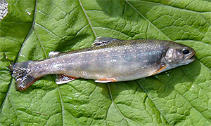 Dolly-Varden-Forelle (Salvelinus malma)