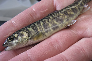 Seesaibling (Salvelinus umbla)