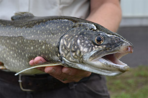 Seesaibling (Salvelinus umbla)