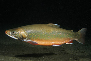 Seesaibling (Salvelinus umbla)