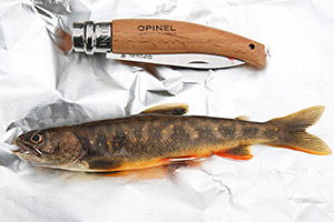 Seesaibling (Salvelinus umbla)
