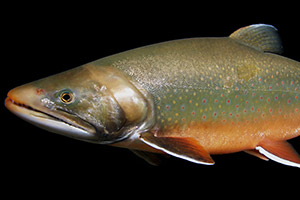 Seesaibling (Salvelinus umbla)