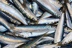Sardinen (Sardina pilchardus)
