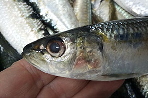 Sardinen (Sardina pilchardus)