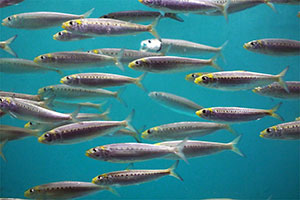 Sardinen (Sardina pilchardus)