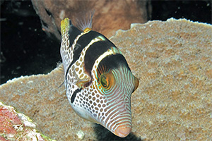 Sattel-Spitzkopfkugelfisch (Canthigaster valentini)