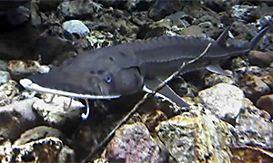 Schaufelstör (Scaphirhynchus platorynchus)