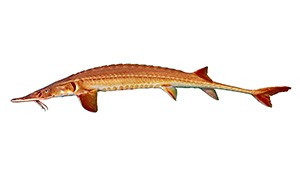 Alabama-Schaufelstör (Scaphirhynchus suttkusi)