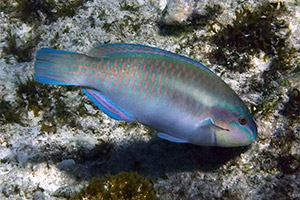 Gestreifter Papageifisch (Scarus iseri)