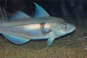 Schellfisch (Melanogrammus aeglefinus)