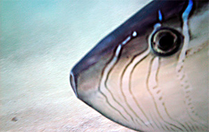 Schlanker Sonnenfisch (Ranzania laevis)